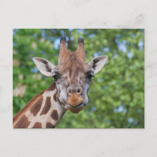 Cartão Postal Sweet Curios Giraffe