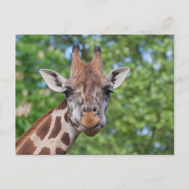 Cartão Postal Sweet Curios Giraffe (Frente)