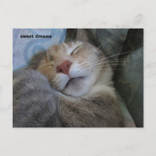 Cartão Postal sweet dreams cat taking her nap postcard