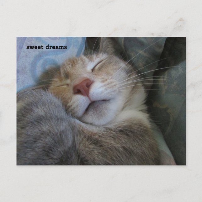 Cartão Postal sweet dreams cat taking her nap postcard (Frente)