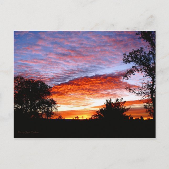 Cartão Postal Sweet Dreams Kodi (Frente)