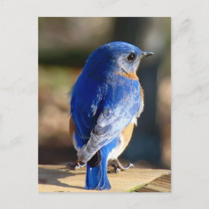 Cartão Postal Sweet Eastern Bluebird