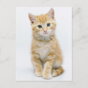 Cartão Postal Sweet Orange Tabby