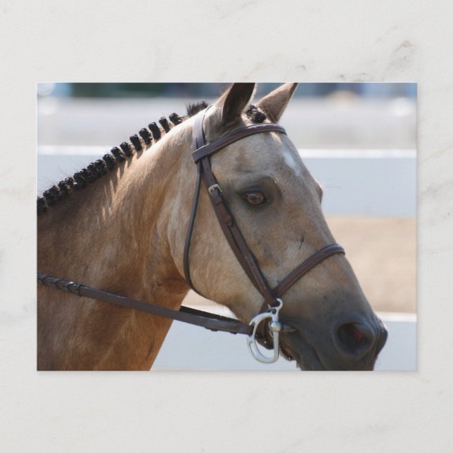 Cartão Postal Sweet Roan Pony (Frente)