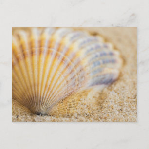 Cartão Postal Sweet Seashell