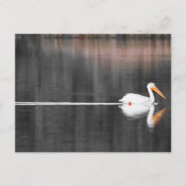 Cartão Postal swimmin