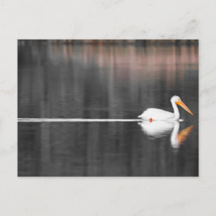 Cartão Postal swimmin