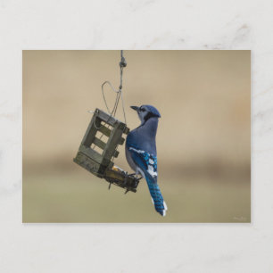 Cartão Postal Swing Blue Jay