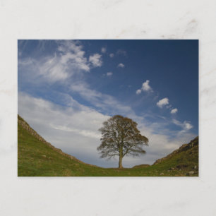 Cartão Postal Sycamore Gap no Outono
