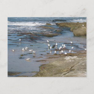 Cartão Postal Sydney Gaivota com Fotografia de Praia de Água