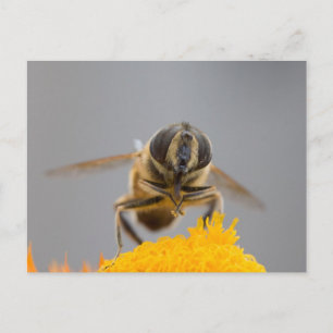 Cartão Postal Syrphidae