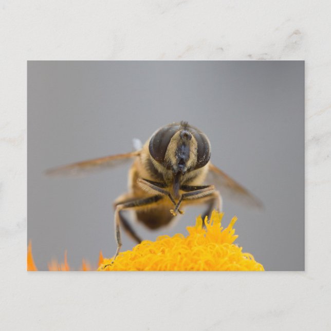 Cartão Postal Syrphidae (Frente)