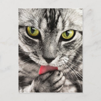 Cartão Postal tabby-114782_1280.jpg