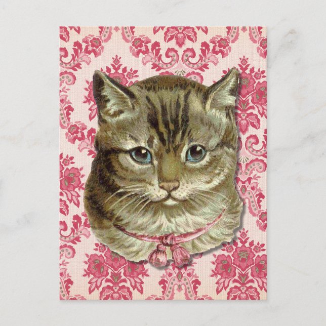 Cartão Postal Tabby cat (Frente)