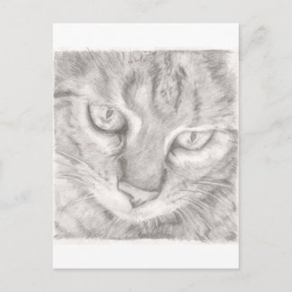 Cartão Postal Tabby Cat