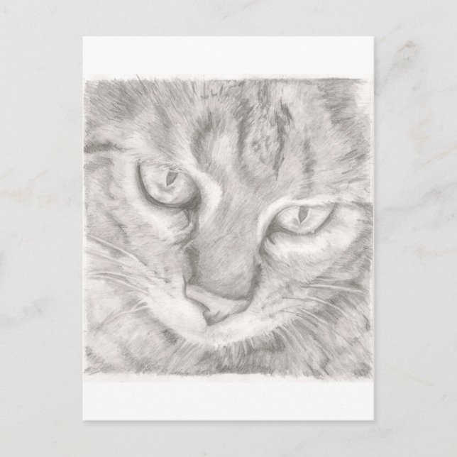 Cartão Postal Tabby Cat (Frente)