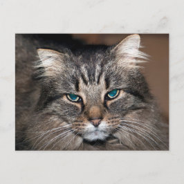 Cartão Postal Tabby Cat