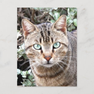Cartão Postal Tabby Cat