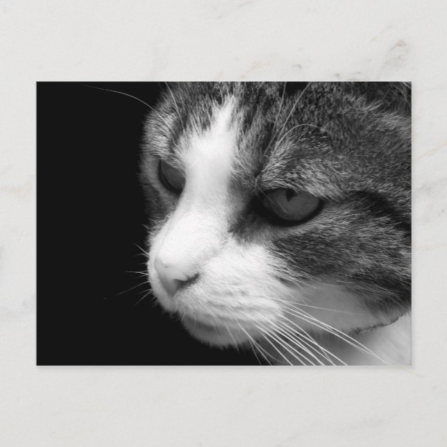 Cartão Postal Tabby Cat Black & White Portrait - Cartão-postal p (Frente)