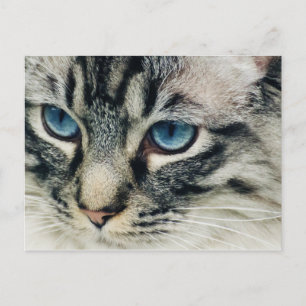 Cartão Postal Tabby Cat com Cartão-Postal de Fechamento de Olho