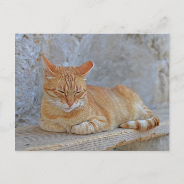 Cartão Postal Tabby cat descansando em Dubrovnik (Frente)