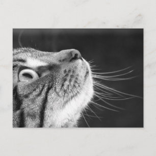 Cartão Postal Tabby Cat em Preto e Branco
