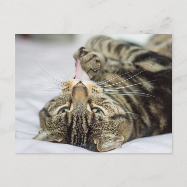 Cartão Postal Tabby Cat Licing Paw (Frente)