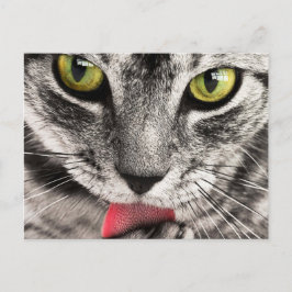 Cartão Postal Tabby Cat Licing Paw