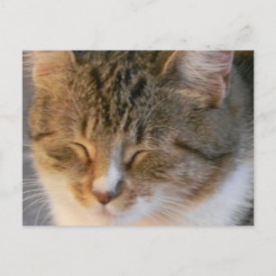 Cartão Postal Tabby Cat Love