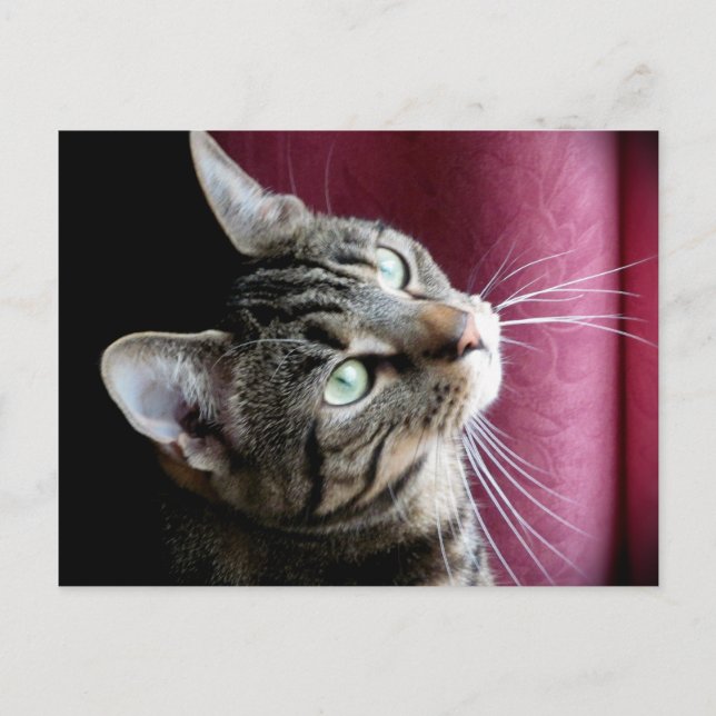 Cartão Postal Tabby cat Note card (Frente)