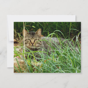 Cartão Postal Tabby Cat Ocultando no Grass Garden Foto