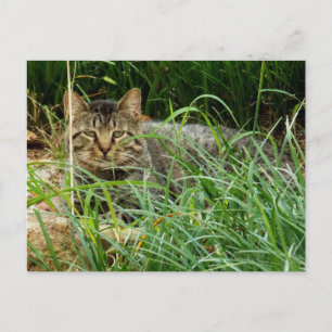 Cartão Postal Tabby Cat Ocultando no Grass Garden Foto