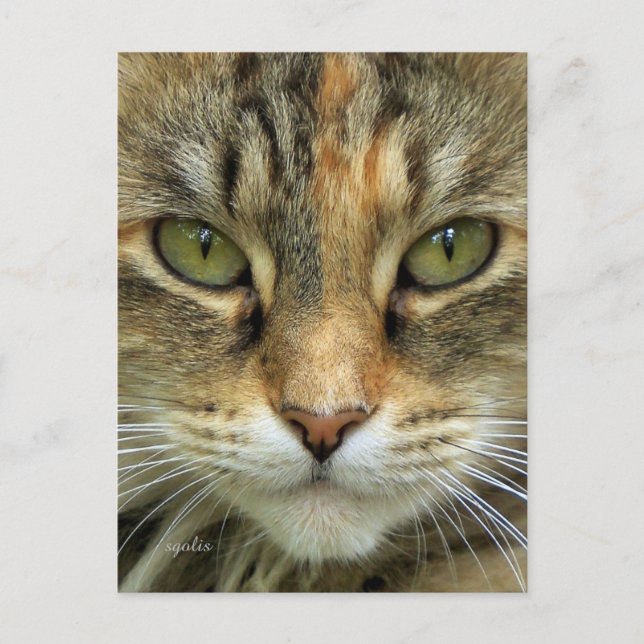Cartão Postal Tabby Cat Portrait Postcard (Frente)