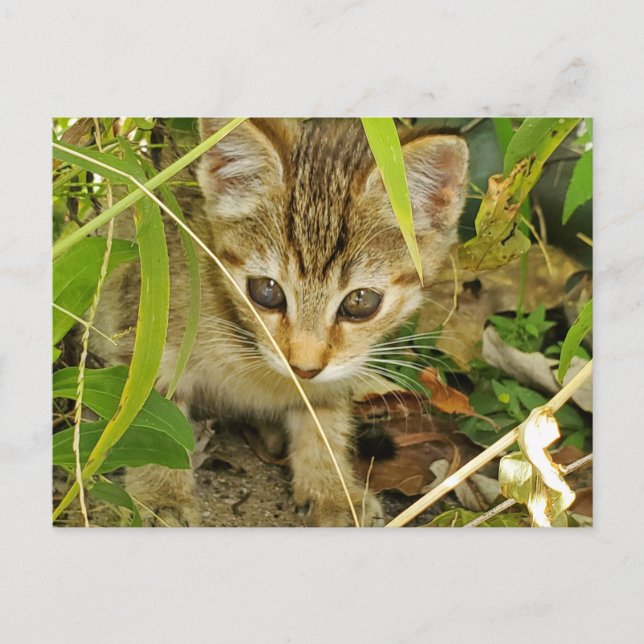 Cartão Postal Tabby Kitten (Frente)