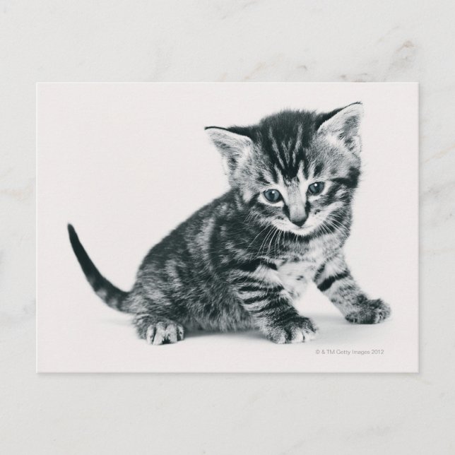 Cartão Postal Tabby Kitten (Frente)