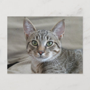 Cartão Postal Tabby Kitten
