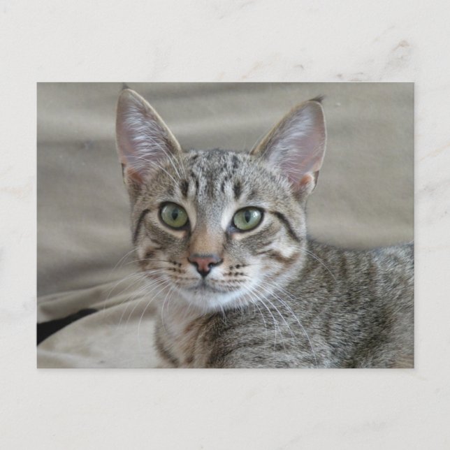 Cartão Postal Tabby Kitten (Frente)