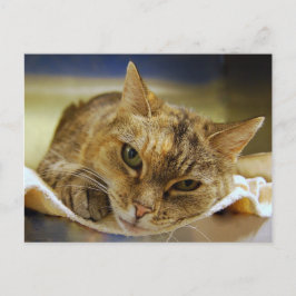 Cartão Postal Tabby Princess Postcard