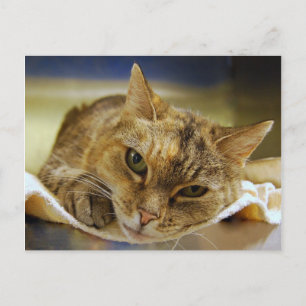 Cartão Postal Tabby Princess Postcard