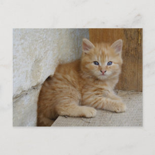 Cartão Postal Tabby Tomcat Kitten