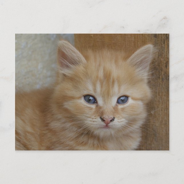 Cartão Postal Tabby Tomcat Kitten (Frente)