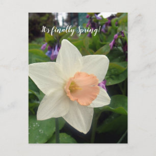 Cartão Postal Taca Pink Copa Narciso