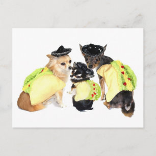 Cartão Postal Taco Chihuahuas