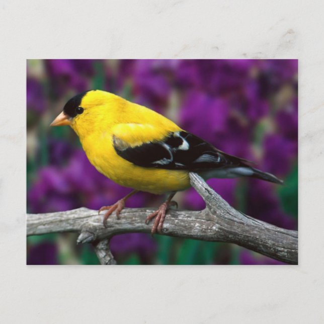 Cartão Postal Taco-dourado americano (Spinus tristis) (Frente)