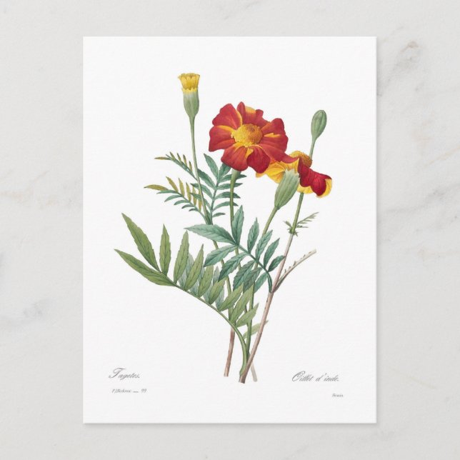 Cartão Postal Tagetes (Frente)