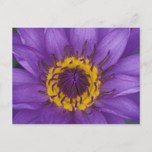 Cartão Postal Tailândia, Banguecoque, Lótus roxo e amarelo