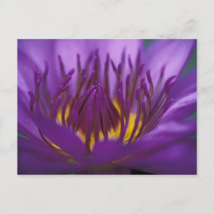 Cartão Postal Tailândia, Banguecoque, Lótus roxo e amarelo 2