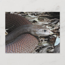 Cartão Postal Taipan Costeira