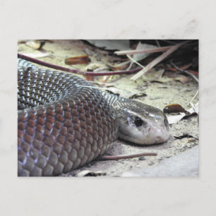Cartão Postal Taipan Costeira