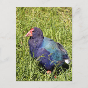 Cartão Postal Takahe, ave nativa da Nova Zelândia ameaçada